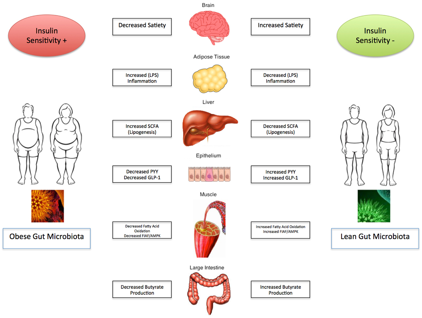 Fermented Foods for Gut Health | The Paleo Diet