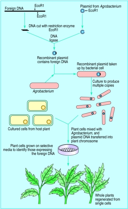 GMO Fig 2 | The Paleo Diet